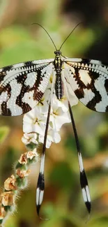 Graceful butterfly with patterned wings on a white flower.