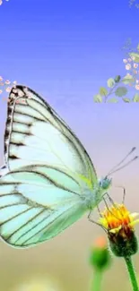 Serene butterfly on a vibrant flower with a blue background wallpaper.