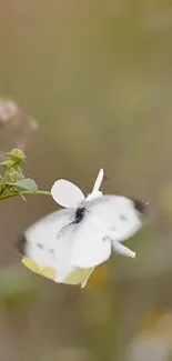 Elegant white butterfly on a flower with a blurred natural background.