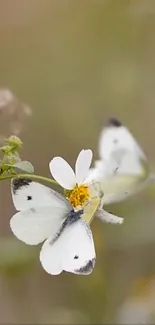 A butterfly resting on a white flower against a soft background.