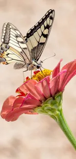 Butterfly resting on a vibrant pink flower, ideal for a nature-themed phone wallpaper.