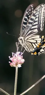 Butterfly perched on a vibrant flower.