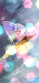 Lavender butterfly perched on flower, soft bokeh background.