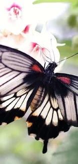 Elegant butterfly resting on white flowers with a natural green background.