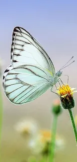 Elegant butterfly perched on a flower, featuring a tranquil nature scene in sky blue hues.