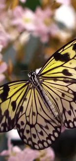 Close-up of a yellow butterfly on pink flowers.