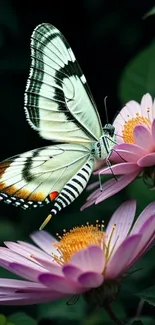 White butterfly on pink flowers mobile wallpaper.