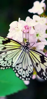 Elegant butterfly on pink flowers mobile wallpaper.