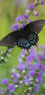 Black butterfly on vibrant purple flowers