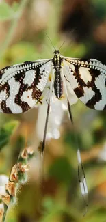 Butterfly with black and white wings resting on flowers.