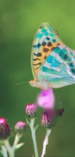 A vibrant butterfly resting on pink flowers with a green background.