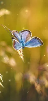 Blue butterfly on a golden, blurred field, nature wallpaper.