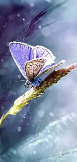 Elegant butterfly resting on lavender flowers in soft light.