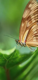 Close-up of a butterfly on a green leaf.