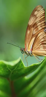 A delicate butterfly perched on a vibrant green leaf.