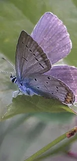 Delicate butterfly resting on a green leaf with soft focus background.