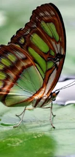 Colorful butterfly resting on a green leaf.