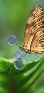 Butterfly perched on a green leaf, showcasing nature's delicate beauty.