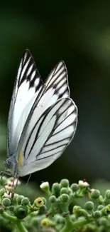 Elegantly winged butterfly on green foliage.