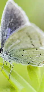 Elegant butterfly perched on a green leaf wallpaper.