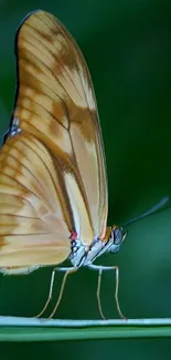 Elegant butterfly on a leaf against a green background, perfect for mobile screens.