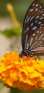 Butterfly perched on vibrant orange marigold.