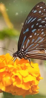 Butterfly resting on bright orange marigold flower with soft background.