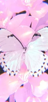 A white butterfly rests on glowing pink orchids, highlighting nature's elegance.