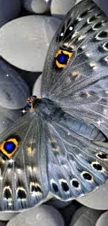 Gray butterfly with colorful spots on smooth pebbles.