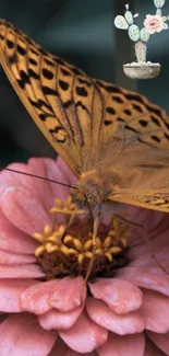 Butterfly on a pink flower with a cactus background.