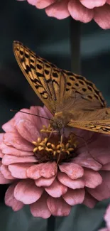 A butterfly gracefully perched on a pink flower.