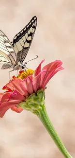 Butterfly on a pink flower with soft background.