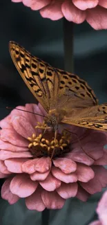 Close-up of a butterfly on a pink flower, perfect for a phone wallpaper.