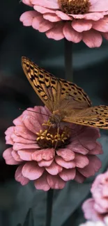 Butterfly resting on pink zinnia flowers with soft-focus background.