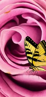 Yellow butterfly perched on a pink rose.