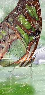 Butterfly perched on glass with raindrops, surrounded by green hues.