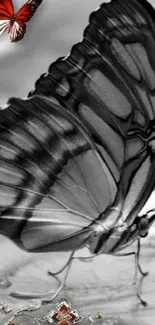 Elegant black and white butterfly resting on a water surface with serene reflection.