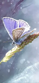 Purple butterfly resting on a wheat stalk with a pastel background.