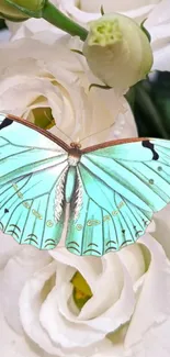 Seafoam butterfly on white roses wallpaper.