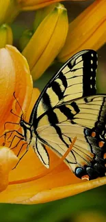 Butterfly resting on yellow flower wallpaper.