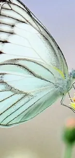 Light blue butterfly on a yellow flower with a blurred background.