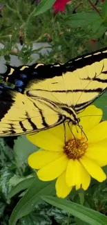 Yellow butterfly on a vibrant flower, bathed in sunlight.