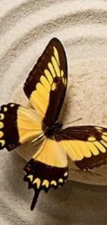 Yellow and brown butterfly on rippled sand, creating a zen and tranquil atmosphere.