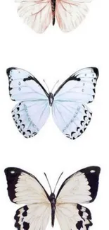 Elegant trio of butterflies on white background mobile wallpaper.