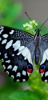 Elegant butterfly with vibrant wings on green foliage.