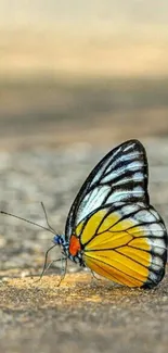 Vibrant butterfly with yellow and black wings resting on a surface.