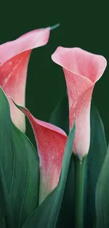 Pink calla lilies with green leaves mobile wallpaper.