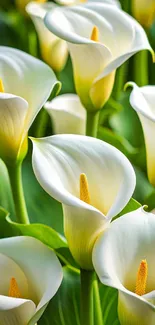 Elegant calla lilies with delicate petals and green leaves.