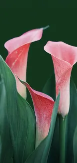 Pink calla lily flowers with lush green leaves as a mobile wallpaper background.