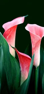 Elegant wallpaper with pink calla lilies on a dark green background.